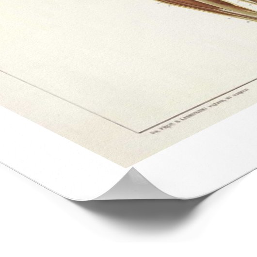 Anatomie Anterior Poster (Ecke)