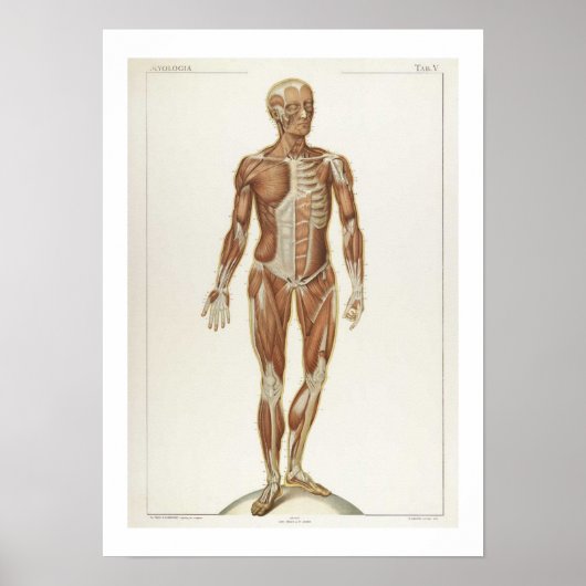Anatomie Anterior Poster (Vorne)