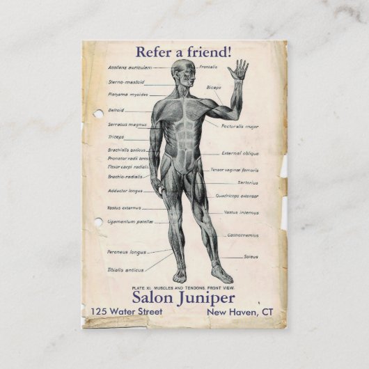 Anatomie Anteriore Vintag Zeichnend Empfehlungskarte (Vorderseite)