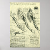 Anatomie Arm und Schulter von Leonardo da Vinci Poster (Vorne)