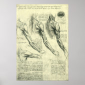 Anatomie Arm und Schulter von Leonardo da Vinci Poster (Vorne)