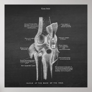 Anatomie Art. 5 Knie Joint Poster