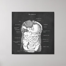 Anatomie Art Intestine Gastroenterologin Dekoratio