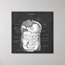 Anatomie Art Intestine Gastroenterologin Dekoratio Leinwanddruck