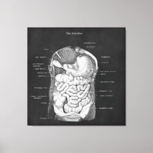 Anatomie Art Intestine Gastroenterologin Dekoratio Leinwanddruck