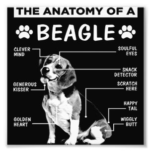 Anatomie-Beagle-Hundeschenkung   Dekor für Hunde Fotodruck