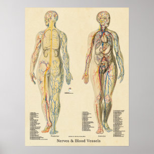 Anatomie-Chart Arterien Venen Nerven Vintage Poster
