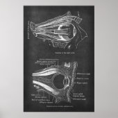 Anatomie der Augenmuskeln am rechten Orbit Poster (Vorne)