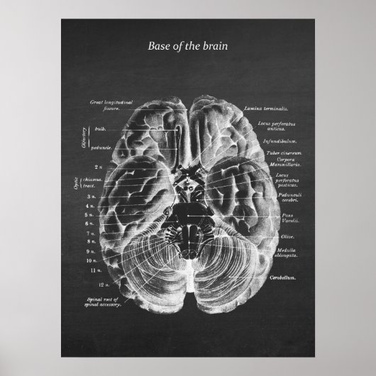 Anatomie der Base of the Brain Print No.1 Poster (Vorne)