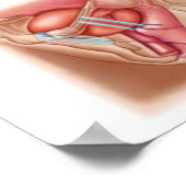 Anatomie der Blasenaufhängung Poster (Ecke)