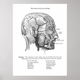 Anatomie der Blutgefäße des Menschen Poster