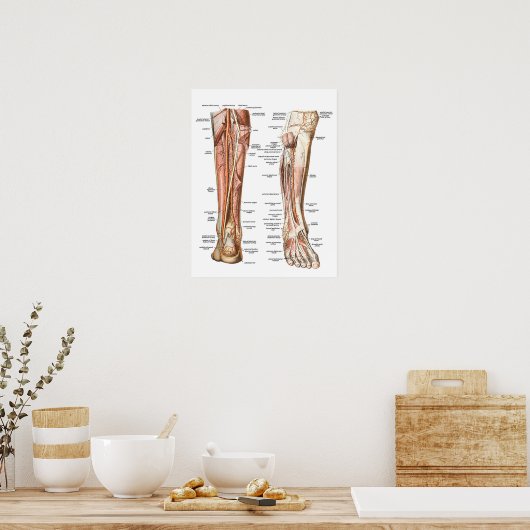 Anatomie der Füße Poster (Küche)