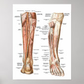 Anatomie der Füße Poster (Vorne)