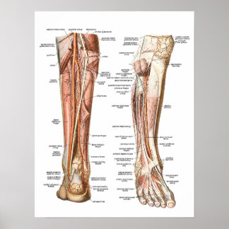 Anatomie der Füße Poster