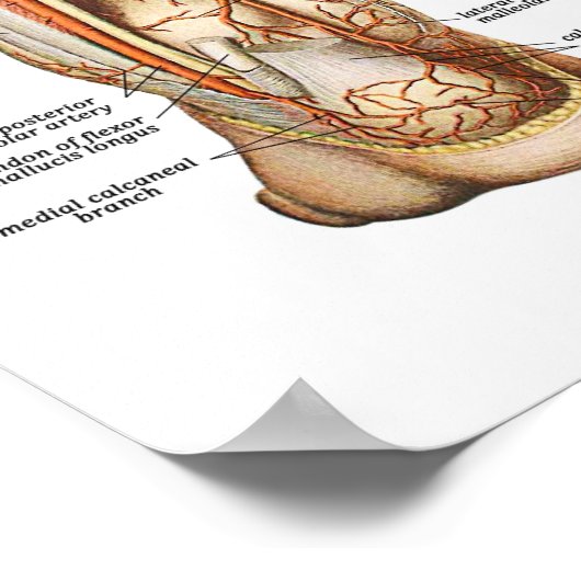 Anatomie der Füße Poster (Ecke)