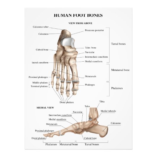 Anatomie der Fußknochen Fotodruck (Vorne)