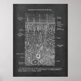 Anatomie der Geschenke des Hautdermatologen Poster