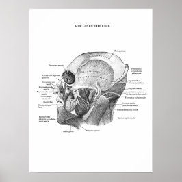 Anatomie der Gesichtsmuskeln Poster