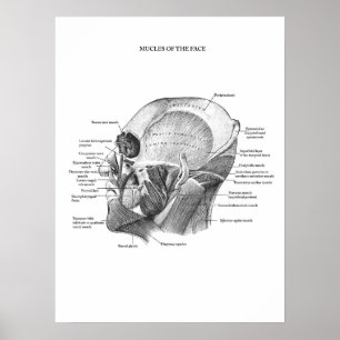 Anatomie der Gesichtsmuskeln Poster