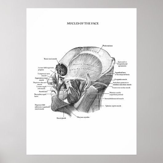Anatomie der Gesichtsmuskeln Poster (Vorne)
