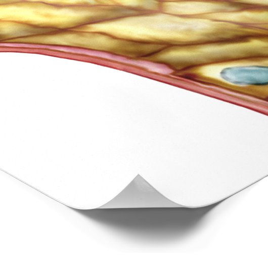 Anatomie der Glomerulonkapsel Bowman Poster (Ecke)