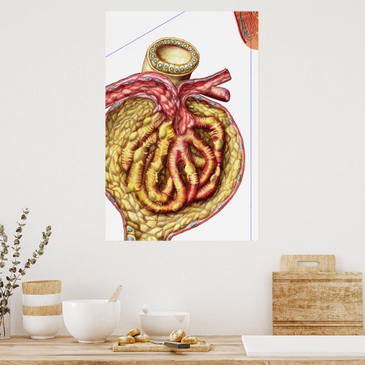 Anatomie der Glomerulonkapsel Bowman Poster (Küche)