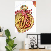 Anatomie der Glomerulonkapsel Bowman Poster (Heimbüro)