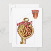 Anatomie der Glomerulonkapsel Bowman Postkarte (Vorne/Hinten)