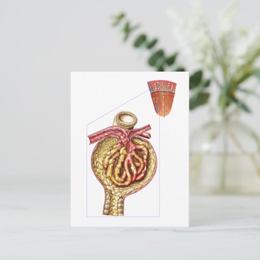 Anatomie der Glomerulonkapsel Bowman Postkarte (Stehend Vorderseite)