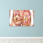 Anatomie der Glutealmuskeln in den Knöcheln Leinwanddruck (Insitu (Holzboden))