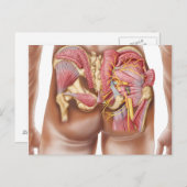 Anatomie der Glutealmuskeln in den Knöcheln Postkarte (Vorne/Hinten)