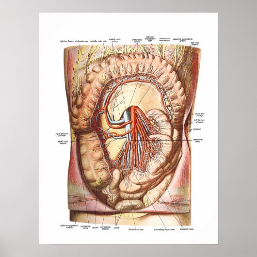 Anatomie der großen Hoden Poster (Vorne)
