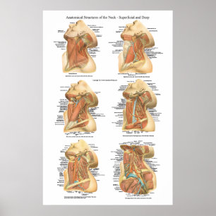 Anatomie der Hals-Diagramm-oberflächlichen u. Poster