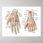Anatomie der Hand Poster (Vorne)