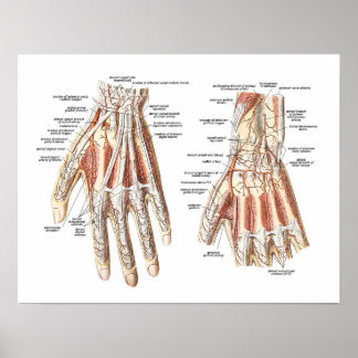 Anatomie der Hand Poster