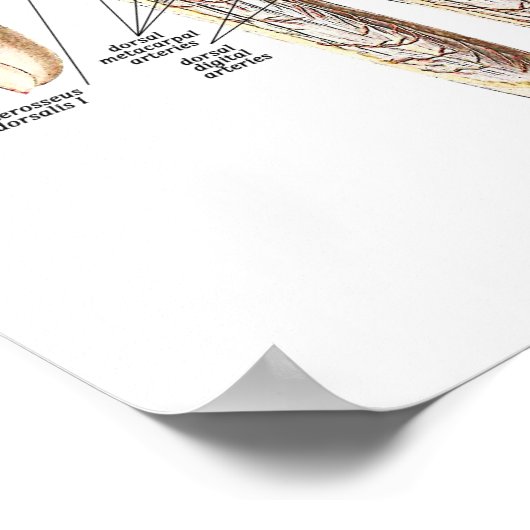 Anatomie der Hand Poster (Ecke)