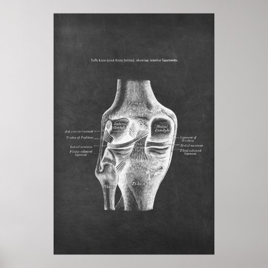 Anatomie der Knie-Posterior-Ansicht Poster (Vorne)