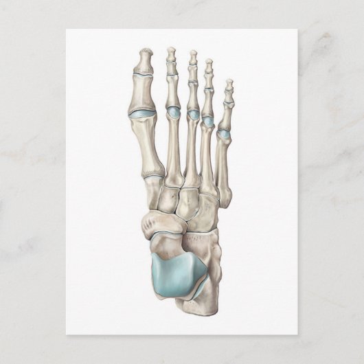 Anatomie der Knochen des Fußes Postkarte (Vorderseite)