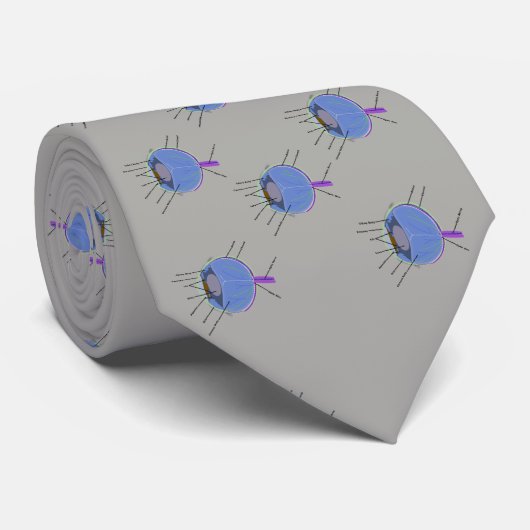 Anatomie der Krawatte des Auges (Gerollt)