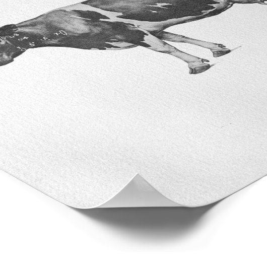 Anatomie der Kuh Vintag Poster (Ecke)