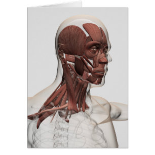 Anatomie der männlichen Gesichtsbehandlungs-und