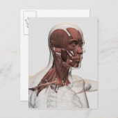 Anatomie der männlichen Gesichtsbehandlungs-und Postkarte (Vorne/Hinten)