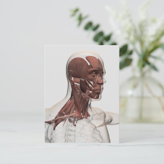 Anatomie der männlichen Gesichtsbehandlungs-und Postkarte (Stehend Vorderseite)