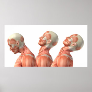 Anatomie der männlichen Hauptmuskeln in den Poster