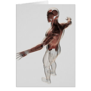 Anatomie der männlichen Muskeln in oberem Körper