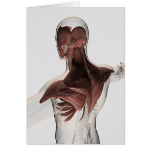 Anatomie der männlichen Muskeln in oberem Körper