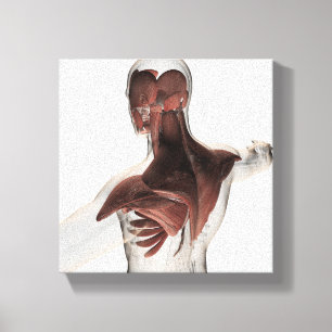 Anatomie der männlichen Muskeln in oberem Körper 1 Leinwanddruck