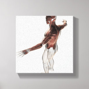 Anatomie der männlichen Muskeln in oberem Körper Leinwanddruck