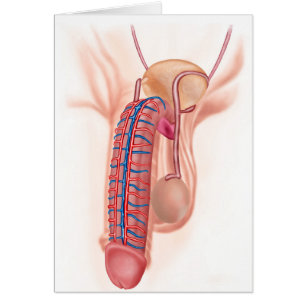 Anatomie der männlichen reproduktiven Organe