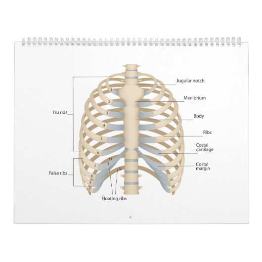 Anatomie der menschlichen Brust Kalender (Titelbild)